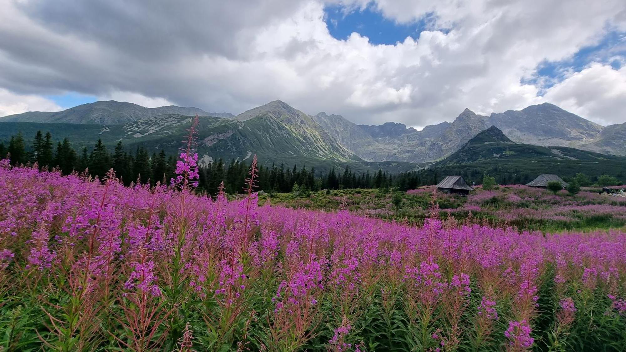 Lobrotno Gazdzina - Goralska Chalupa Na Wylacznosc Villa Bukowina Tatrzanska Bagian luar foto